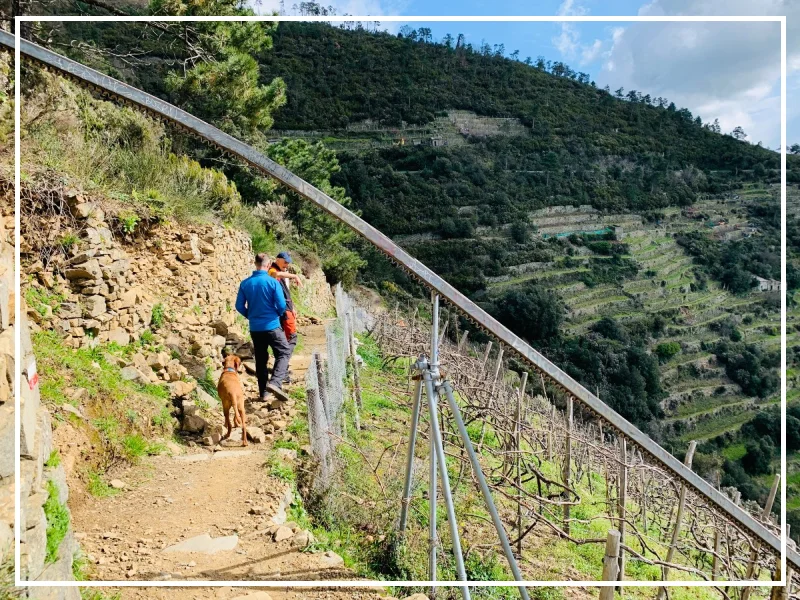 Hiking trail in the vineyards between Corniglia and Manarola