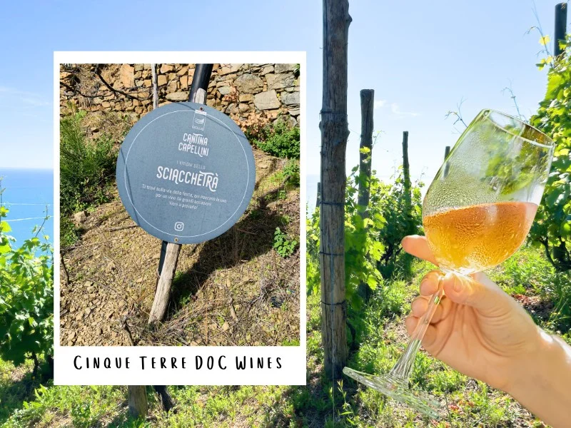 Wine tasting Cinque Terre DOC in vineyards