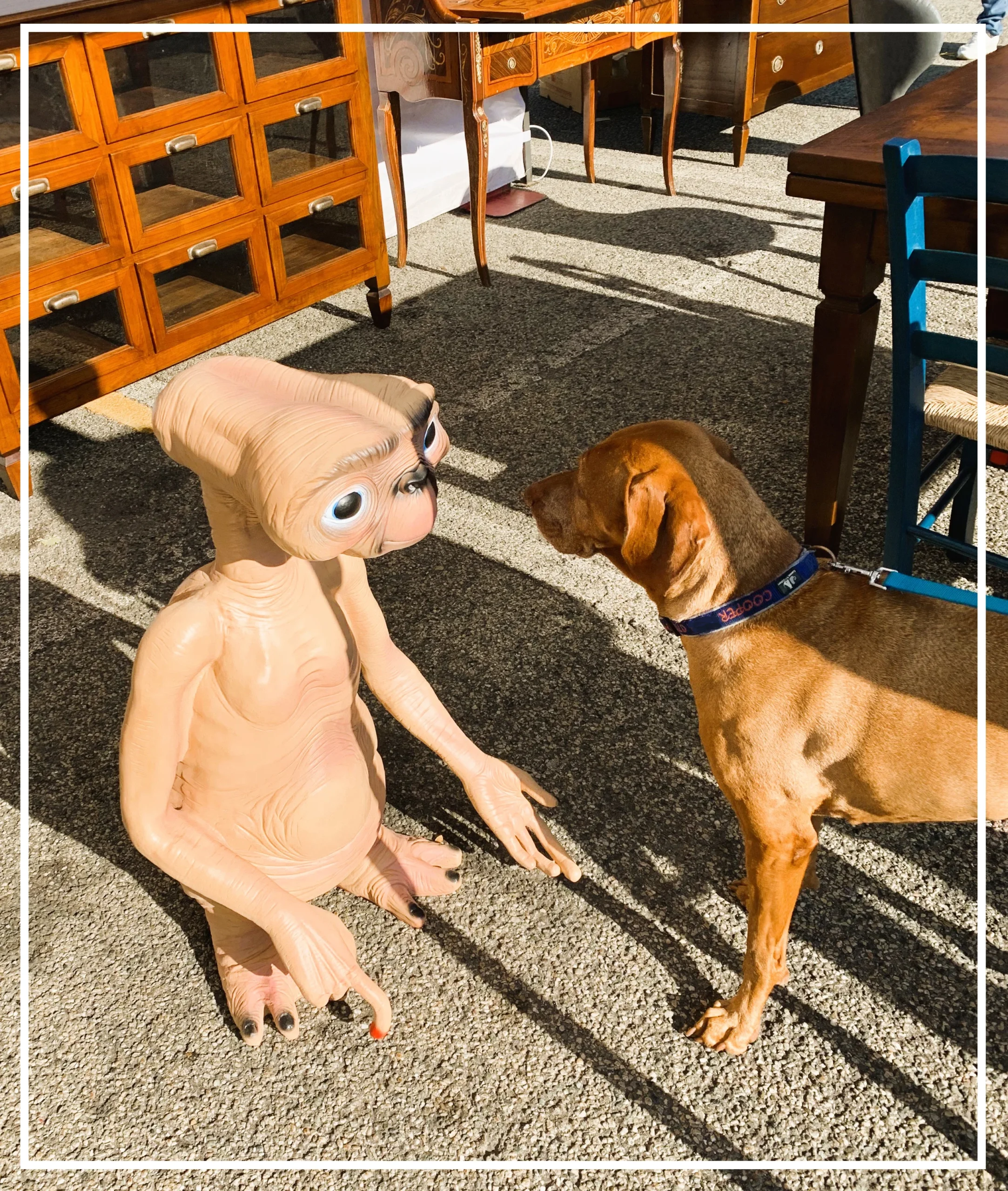Hobbyist Market - Cooper meeting E.T.