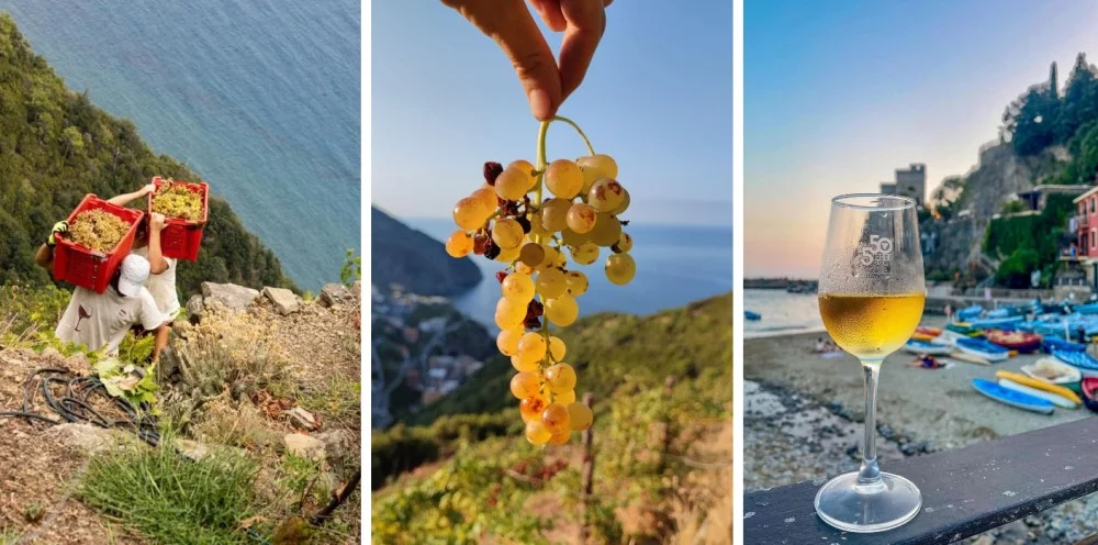 Heroic Wine Growing in Cinque Terre